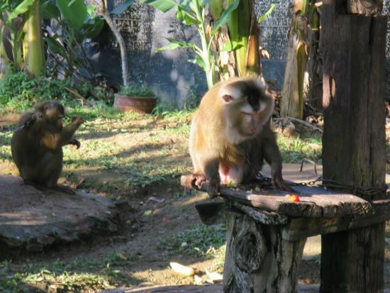 Mae Rim Monkey School